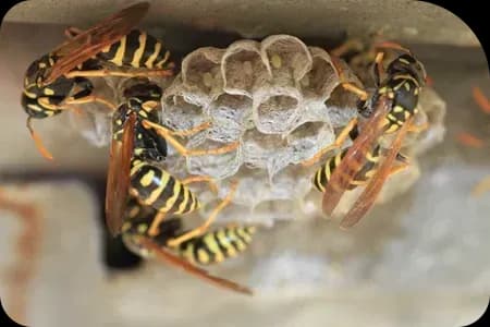 Paper wasp nest on a Gresham home eave
