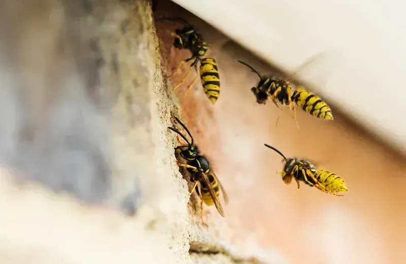 Yellowjackets at a nest opening in a Portland-area home — Wildwoods removes wasps, hornets, and carpenter bees.