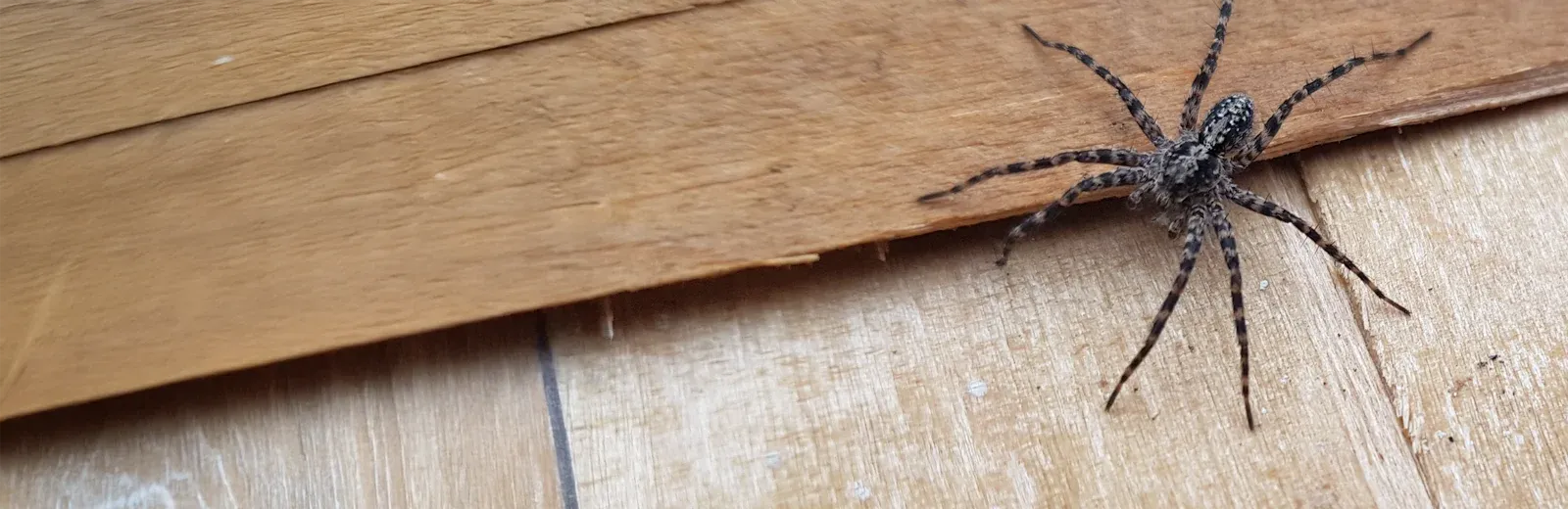 house spider