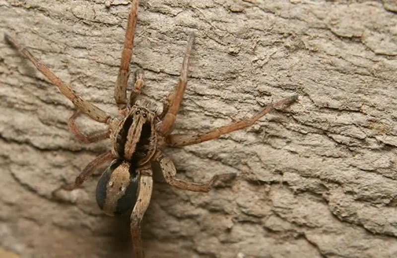 service-spider-control