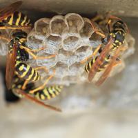stinging insect nest