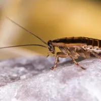 roach