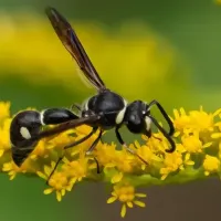 wasp