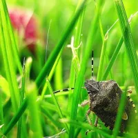 stink bug