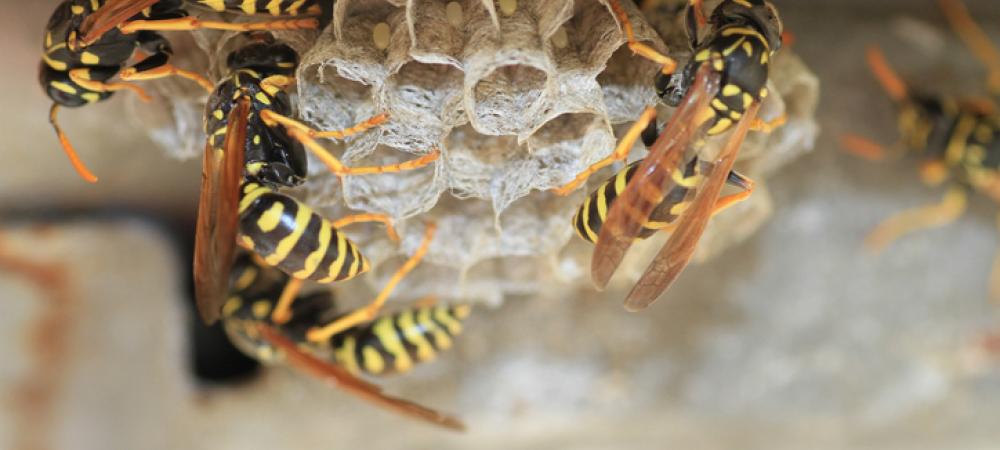 stinging insect nest