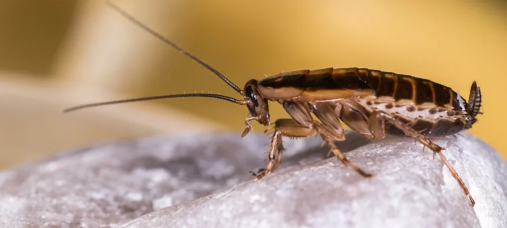 roach