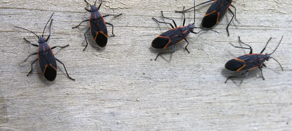 boxelder bugs