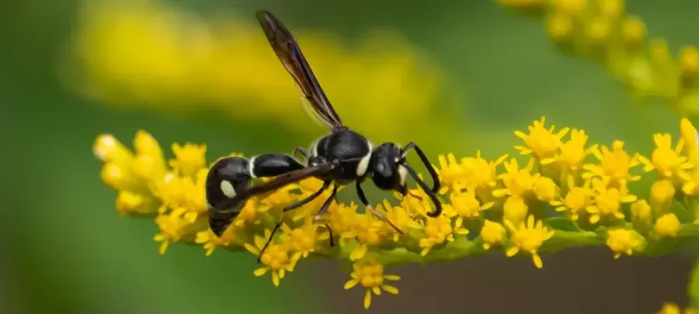 wasp