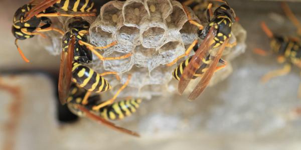 stinging insect nest