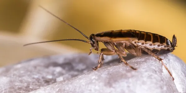 roach