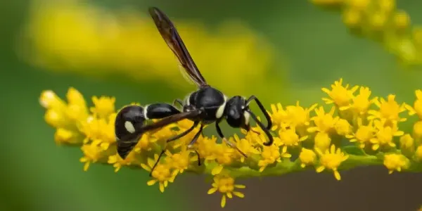 wasp